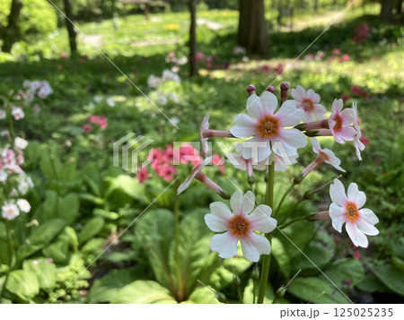 初夏の花壇に咲く九輪草 125025235