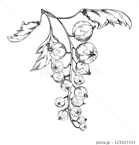 Currant gooseberry cluster bunch raceme with leaves, ripe garden berry casseille jostaberry juneberry, vector ink hand drawn. Isolated botanical illustration. Vegan product labels, gardening calendar 125025335