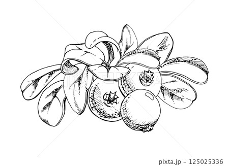 Lingonberry cranberry green leaves heap bunch, ripe swamp forest berry bearberry teaberry wintergreen. Isolated botanical illustration, vector ink hand drawn. For dessert menu, wedding, farmers market 125025336