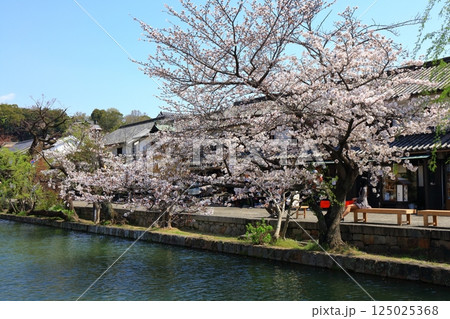 【岡山県】桜咲く春の倉敷美観地区 125025368