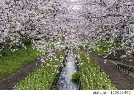 春の横浜市江川せせらぎ緑道からせせらぎに映るチューリップと満開の桜 125025496