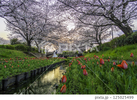 春の横浜市江川せせらぎ緑道からせせらぎに映るチューリップと満開の桜 春の横浜市江川せせらぎ緑道からせせらぎに映るチューリップと満開の桜 125025499