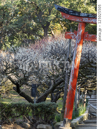神社の古い鳥居と梅の花 125025505