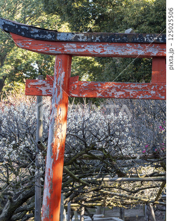 神社の古い鳥居と梅の花 125025506