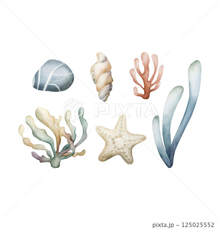 Seaweed Algae Sea Coral Sponge Starfish Shell Pebble. Cute ocean underwater plants and animals set. Watercolor hand painted illustration isolated on white background kids nursery undersea baby shower Seaweed Algae Sea Coral Sponge Starfish Shell Pebble. Cute ocean underwater plants and animals set. Watercolor hand painted illustration isolated on white background kids nursery undersea baby shower 125025552