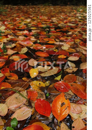 紅葉、落ち葉の風景 紅葉、落ち葉の風景 125025561