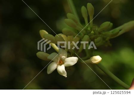 沖縄の白い花と蜘蛛 125025594