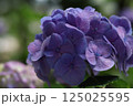 薄紫色に色づきつつある多くの装飾花を備えるアジサイの手毬咲きの花が咲く 125025595