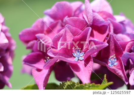 雨に濡れた紫陽花 125025597