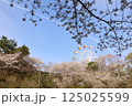 桜に囲まれた遊園地 125025599