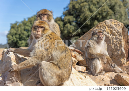Barbary Macaque (Macaca sylvanus)  in the cedar forests.  Azrou. Morocco. 125025609
