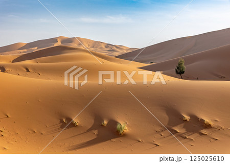 Sand dunes with with clumps of green grass and a tree. Sand dunes with with clumps of green grass and a tree. 125025610