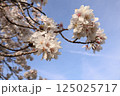 青空に映える桜 125025717