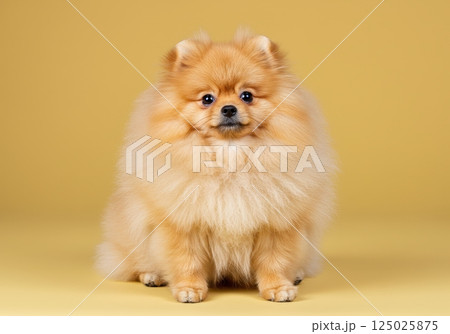 Pomeranian dog sitting calmly on a light yellow background during a studio session 125025875