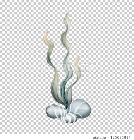 Seaweed Algae Sea Pubbles. Cute marine underwater ocean plant with stones. Watercolor hand painted illustration isolated on white background for kids nursery wall sticker baby shower undersea design 125025914