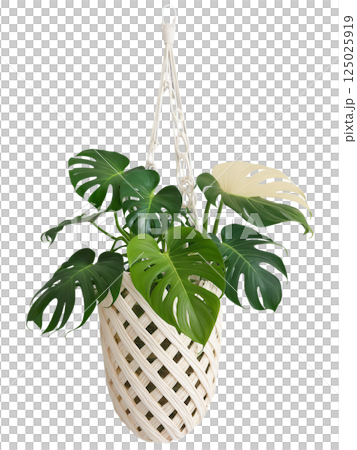 Swiss Cheese Plant (Monstera adansonii) Medium-sized plant with smaller, heart-shaped leaves featuring unique oval holes ( cheese-like pattern); displayed in Swiss Cheese Plant (Monstera adansonii) Medium-sized plant with smaller, heart-shaped leaves featuring unique oval holes ( cheese-like pattern); displayed in 125025919