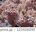 満開の桜の花 125026095
