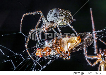 Close up macro shot of a spider grabbed the victim and wrapped it in a web. 125026125