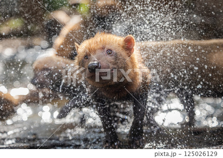 Bush dog (Speothos venaticus) in nature. Bush dogs are found from Panama in Central America, through much of South America. 125026129