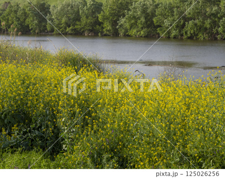 大和川河川敷に咲く菜の花 125026256