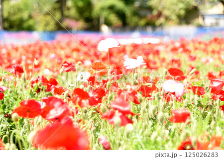 ポピー 125026283