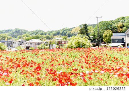 ポピー　風景 125026285