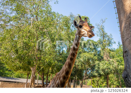 Giraffe long neck safari animal with green tree background 125026324
