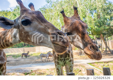 Giraffe long neck safari animal with green tree background 125026326
