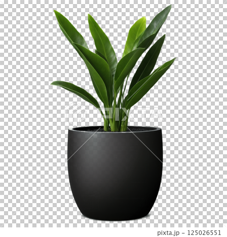 ZZ Plant in Round Black Ceramic Pot (Zamioculcas zamiifolia) A glossy ZZ plant with waxy, dark green leaves, placed in ZZ Plant in Round Black Ceramic Pot (Zamioculcas zamiifolia) A glossy ZZ plant with waxy, dark green leaves, placed in 125026551