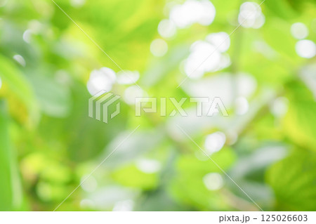 Abstract blur green leaf bokeh nature background Abstract blur green leaf bokeh nature background 125026603