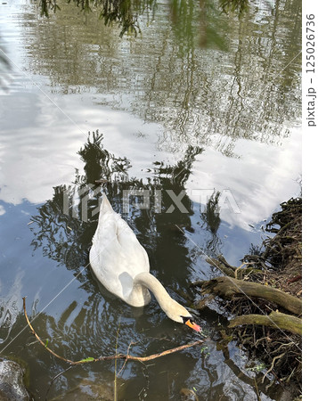 Swan Swimming in a Tranquil Pond 125026736