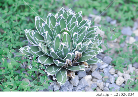Agave Victoriae reginae, Agave spp or AGAVACEAE or Agave Agave Victoriae reginae, Agave spp or AGAVACEAE or Agave 125026834