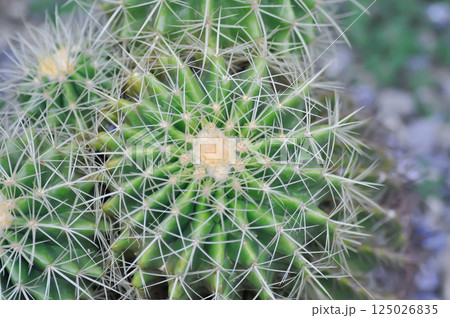 Golden barrel cactus or cactus plant or succulent Golden barrel cactus or cactus plant or succulent 125026835