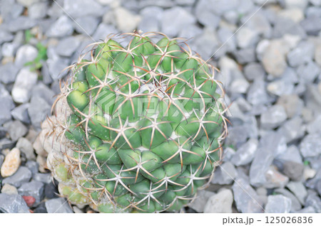 Elephants Tooth Cactus, Coryphantha Elephantidens or Coryphantha 125026836