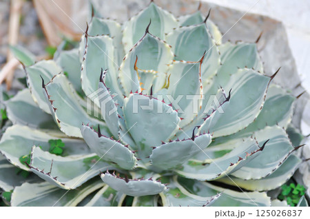 Agave, Agave potatorum or Agave Potatorum Kichiokan Variegata or Agavoideae or Asparagaceae or Butterfly Agave 125026837