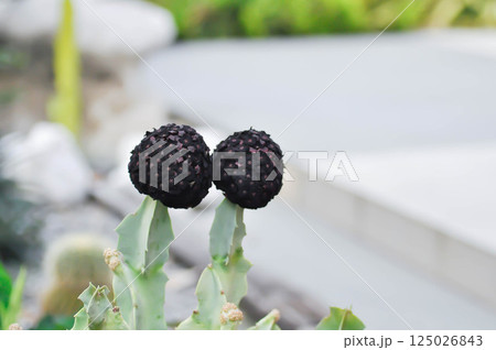 Caralluma speciosa or Caralluma or Caralluma fimbriata with flower Caralluma speciosa or Caralluma or Caralluma fimbriata with flower 125026843