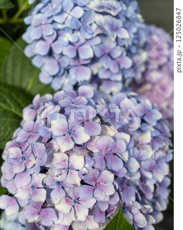 赤紫色の紫陽花のクローズアップ 125026847
