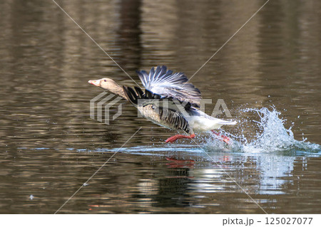 The flying greylag goose, Anser anser is a species of large goose The flying greylag goose, Anser anser is a species of large goose 125027077