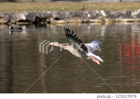 The flying greylag goose, Anser anser is a species of large goose The flying greylag goose, Anser anser is a species of large goose 125027079