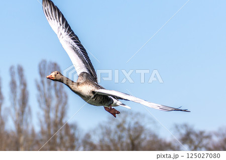 The flying greylag goose, Anser anser is a species of large goose 125027080