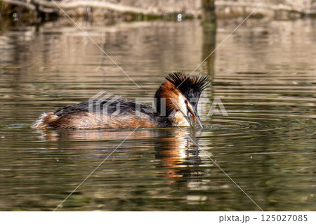 Great Crested Grebe, Podiceps cristatus has caught a fish. 125027085