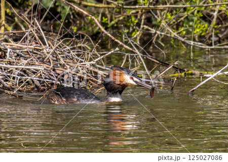 Great Crested Grebe, Podiceps cristatus has caught a fish. 125027086