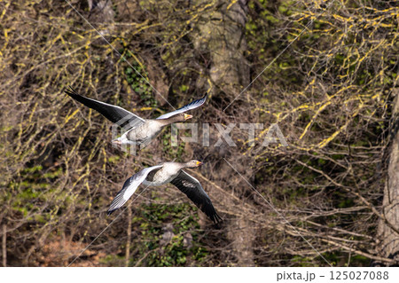 The flying greylag goose, Anser anser is a species of large goose 125027088