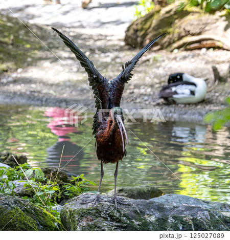 Glossy ibis, Plegadis falcinellus in a german nature park 125027089
