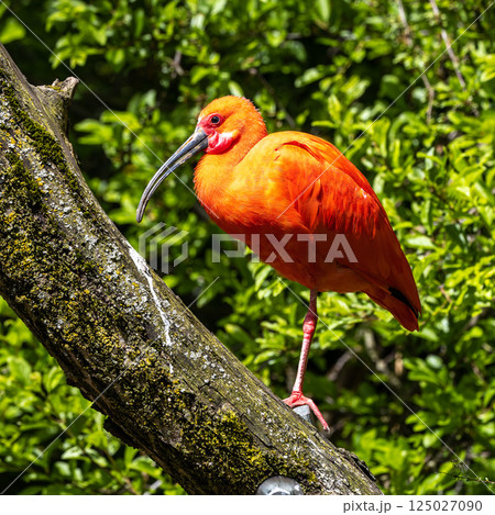 The Scarlet ibis, Eudocimus ruber is a species of ibis in the bird family Threskiornithidae. 125027090
