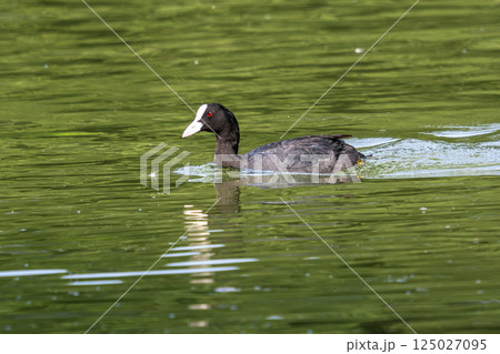 The Eurasian coot, Fulica atra swimming on the Kleinhesseloher Lake at Munich, Germany 125027095