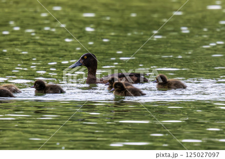 Wild duck at the Kleinhesseloher Lake in English Garden in Munich, Germany 125027097