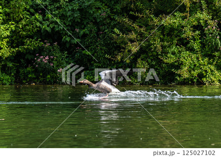 The greylag goose, Anser anser is a species of large goose The greylag goose, Anser anser is a species of large goose 125027102
