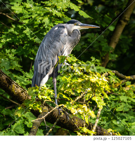 Grey heron, Ardea cinerea, sitting on a branch in a tree and looking around 125027105
