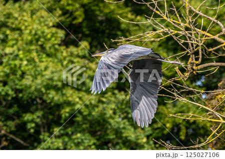 Grey Heron or Ardea cinerea. Single Grey Heron in flight. 125027106